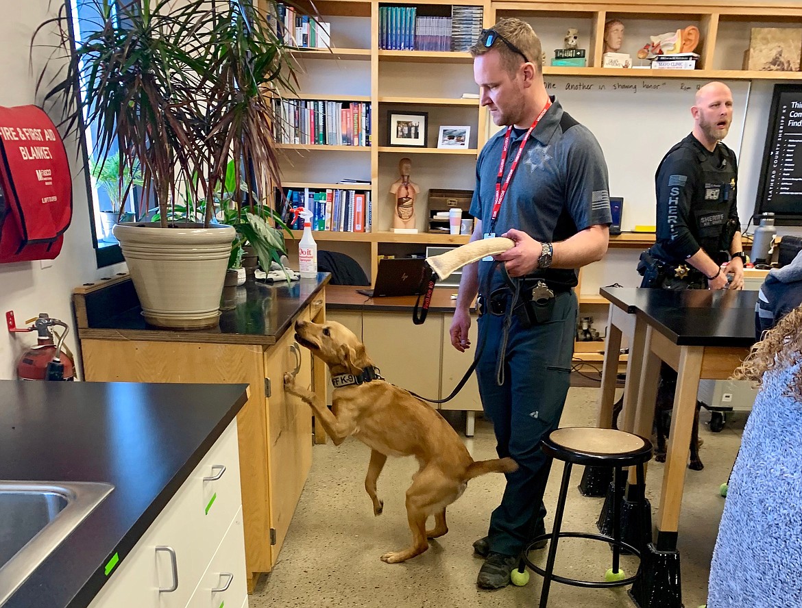 Flathead County Sheriff’s deputy Matt Vander Ark demonstrates how Victor, a narcotics detection dog, has been trained to focus on searching for specific odors while ignoring any distractions in its environment. (Hilary Matheson/Daily Inter Lake)