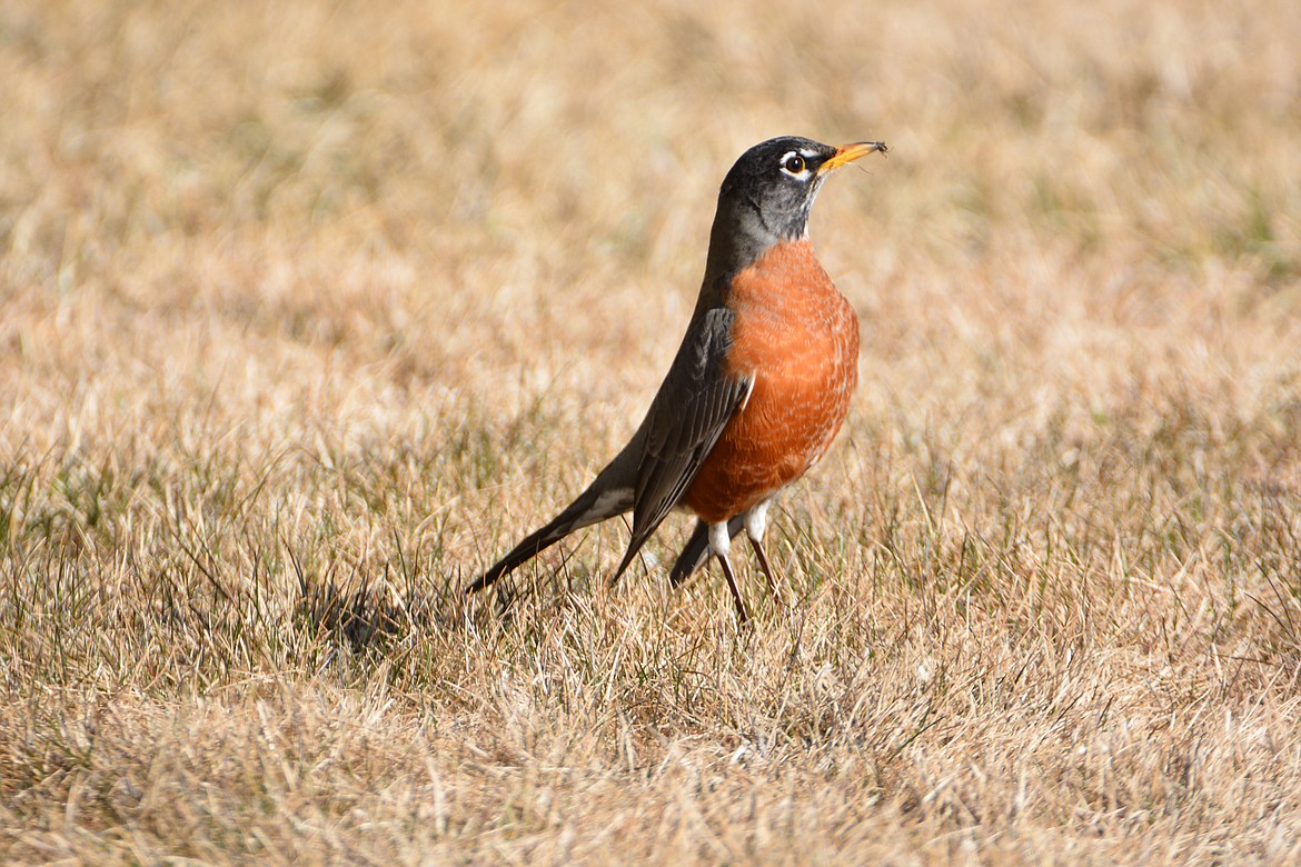 The American robin — a harbinger to spring in North Idaho.