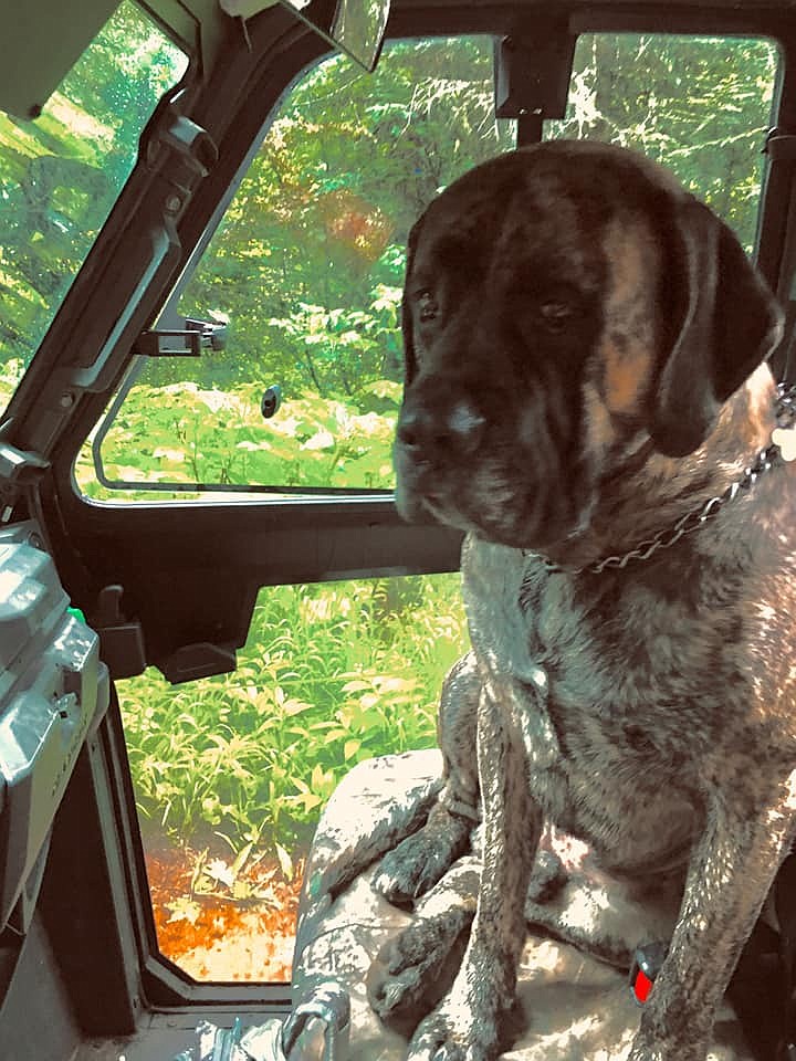 John Hantz's bull mastiff Chester. A concerned neighbor reported Hantz missing on March 23 after he headed into the Lincoln County backcountry with Chester. Rescuers found Hantz in safe condition the following day. (Photo courtesy of Rachel Hantz)