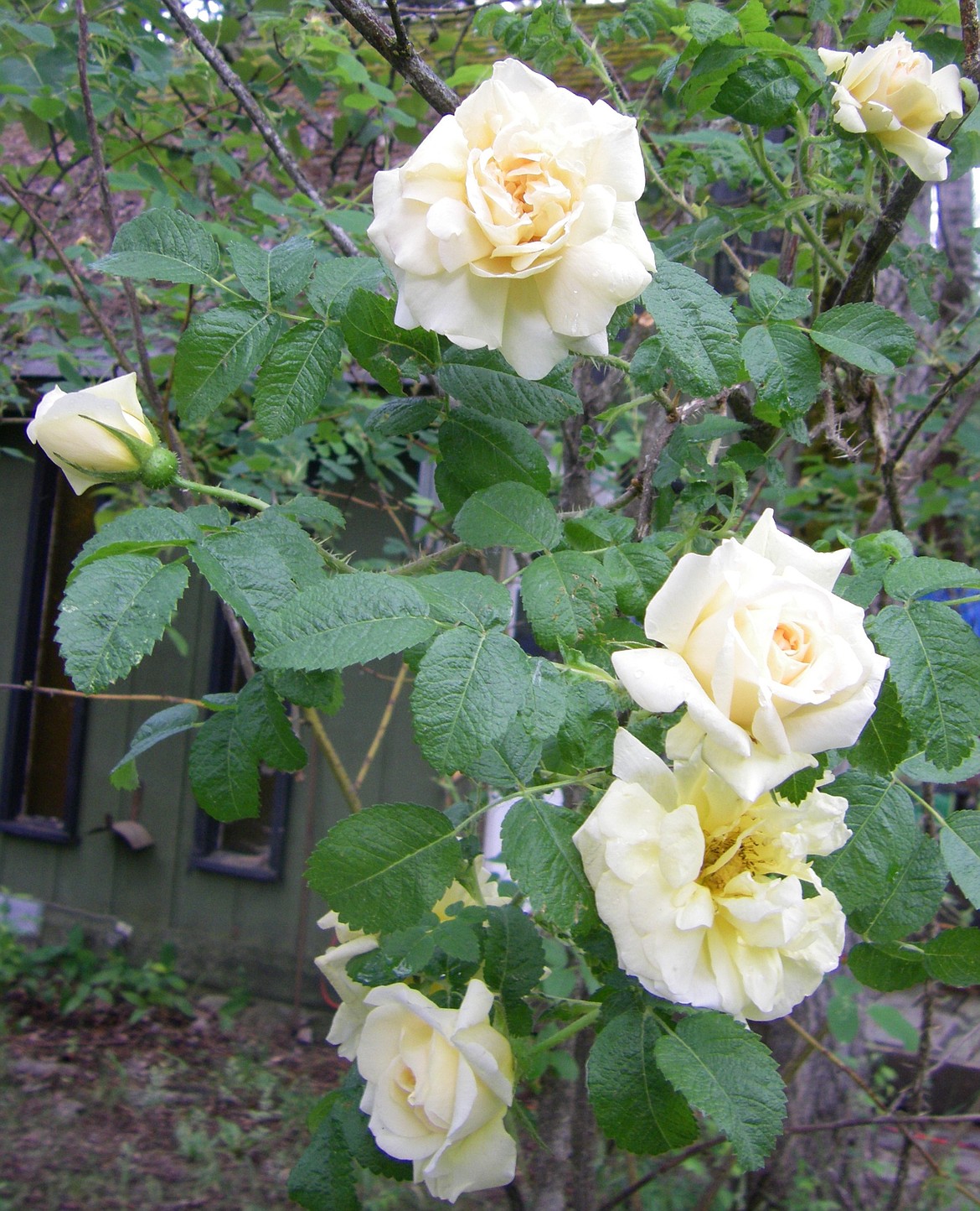 Harrison’s (aka Harbison’s) rose is the old-fashioned yellow native that blooms in Sandpoint’s landscapes and gardens every Spring. (Courtesy photo)