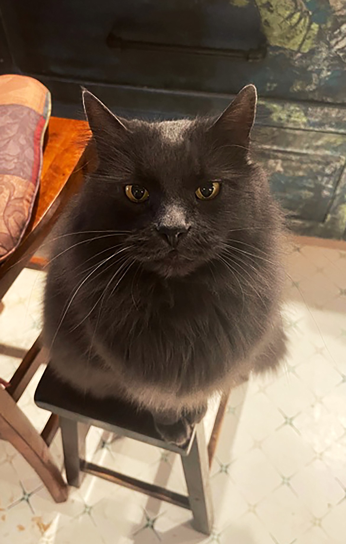 "Junior awaiting a snack," wrote Timothy Mcguire is sharing this Best Shot with the Daily Bee. If you have a photo that you took that you would like to see run as a Best Shot or I Took The Bee send it in to the Bonner County Daily Bee, P.O. Box 159, Sandpoint, Idaho, 83864; or drop them off at 310 Church St., Sandpoint. You may also email your pictures in to the Bonner County Daily Bee along with your name, caption information, hometown and phone number to bcdailybee@bonnercountydailybee.com.