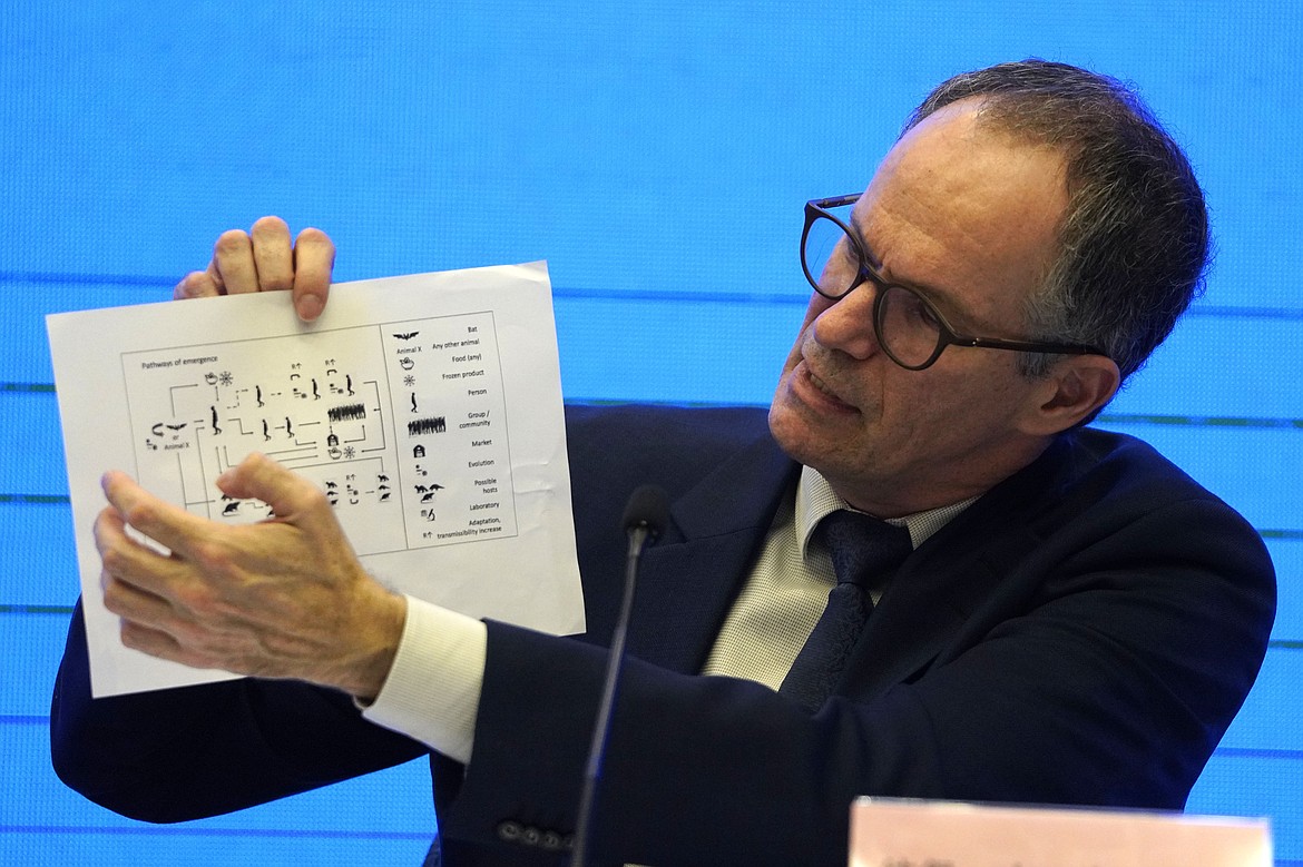 In this Feb. 9, 2021, file photo, Peter Ben Embarek of the World Health Organization team holds up a chart showing pathways of transmission of the virus during a joint news conference at the end of the WHO mission in Wuhan in central China's Hubei province. A joint WHO-China study on the origins of COVID-19 says that transmission of the virus from bats to humans through another animal is the most likely scenario and that a lab leak is "extremely unlikely," according to a draft copy obtained by The Associated Press.