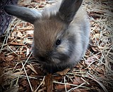 Farmer's Gals raise rabbits for family pets