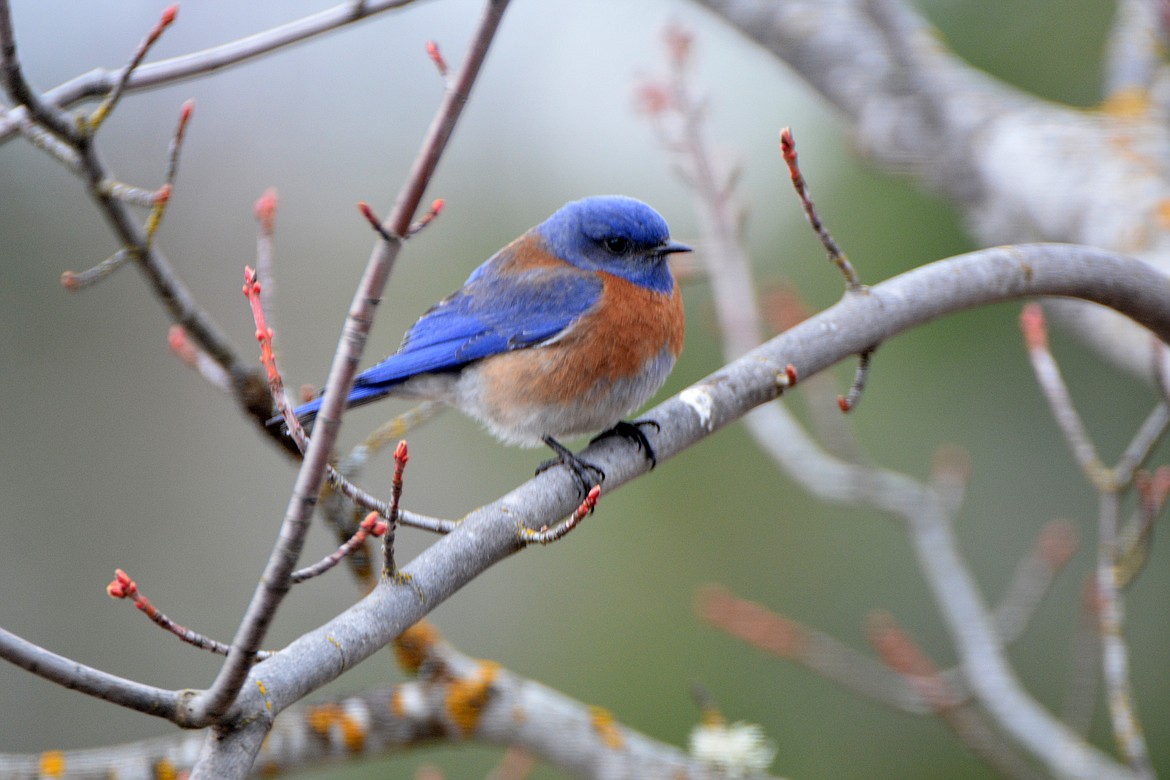 A Western Bluebird welcomes spring in Boundary County.