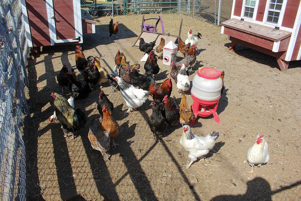 Jesyka Morrison's chickens run around inside an in-law's coop outside Moses Lake on Wednesday morning.