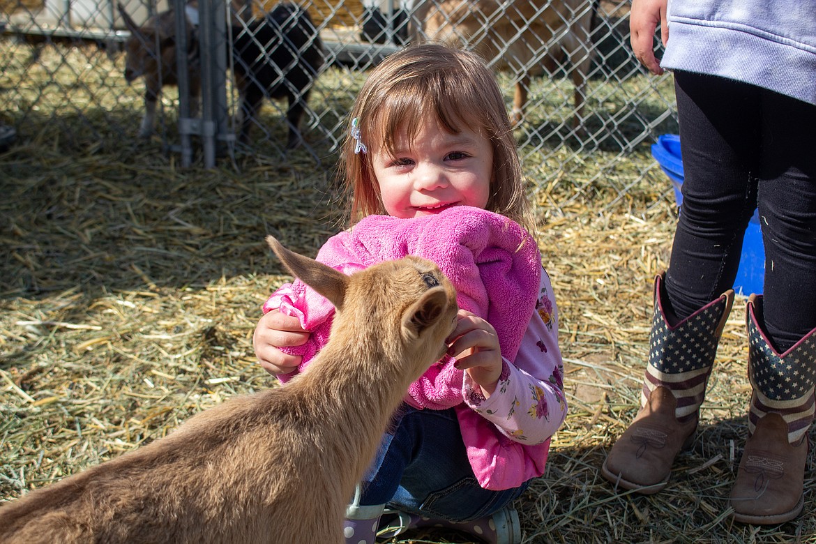 Keslynn Morrison, 2, has her finger nibbled on by one of the family's baby goats inside their pen outside Moses Lake on Wednesday morning.