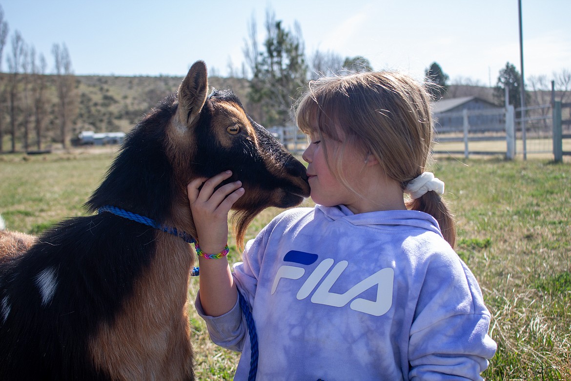 Kenzlee Morrison, 7, gives her pet goat at a family member's pasture outside Moses Lake on Wednesday morning.