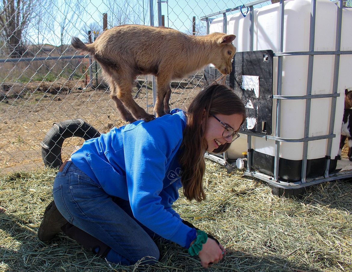 One of the Morrison family's baby goats nibbles on Kenna Morrison's hair while standing on her back on Wednesday morning outside Moses Lake.