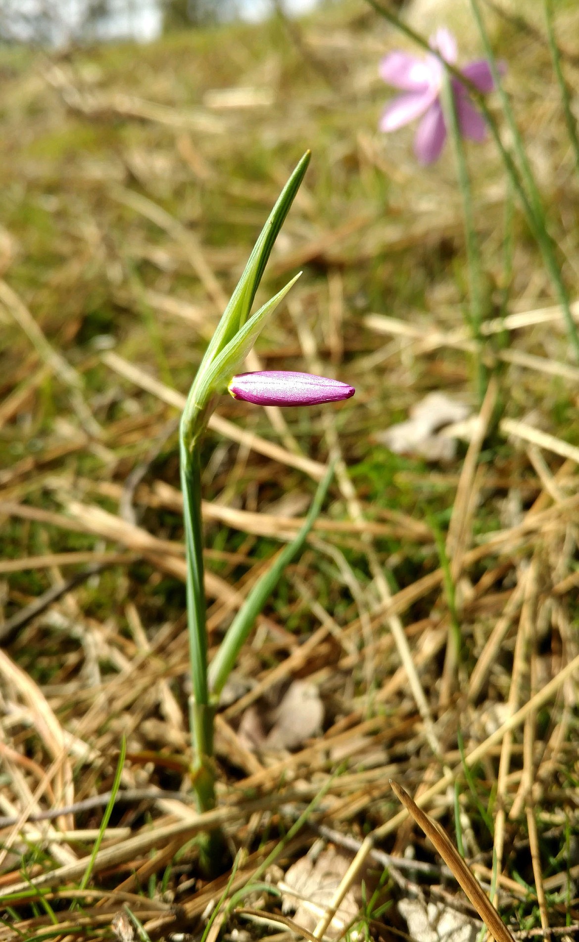 A grass-widow (Olsynium douglasii) is ready to burst open at Black Bay on Saturday.