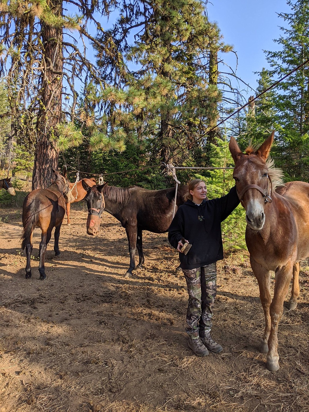 Heather Fitzhugh's daughter, Samantha Fitzhugh, tends to the family mules near their home in Royal City.