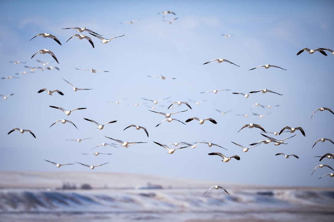Snow geese take to the skies over Freezout Lake Wildlife Management Area on Monday, March 29. (Casey Kreider/Daily Inter Lake)