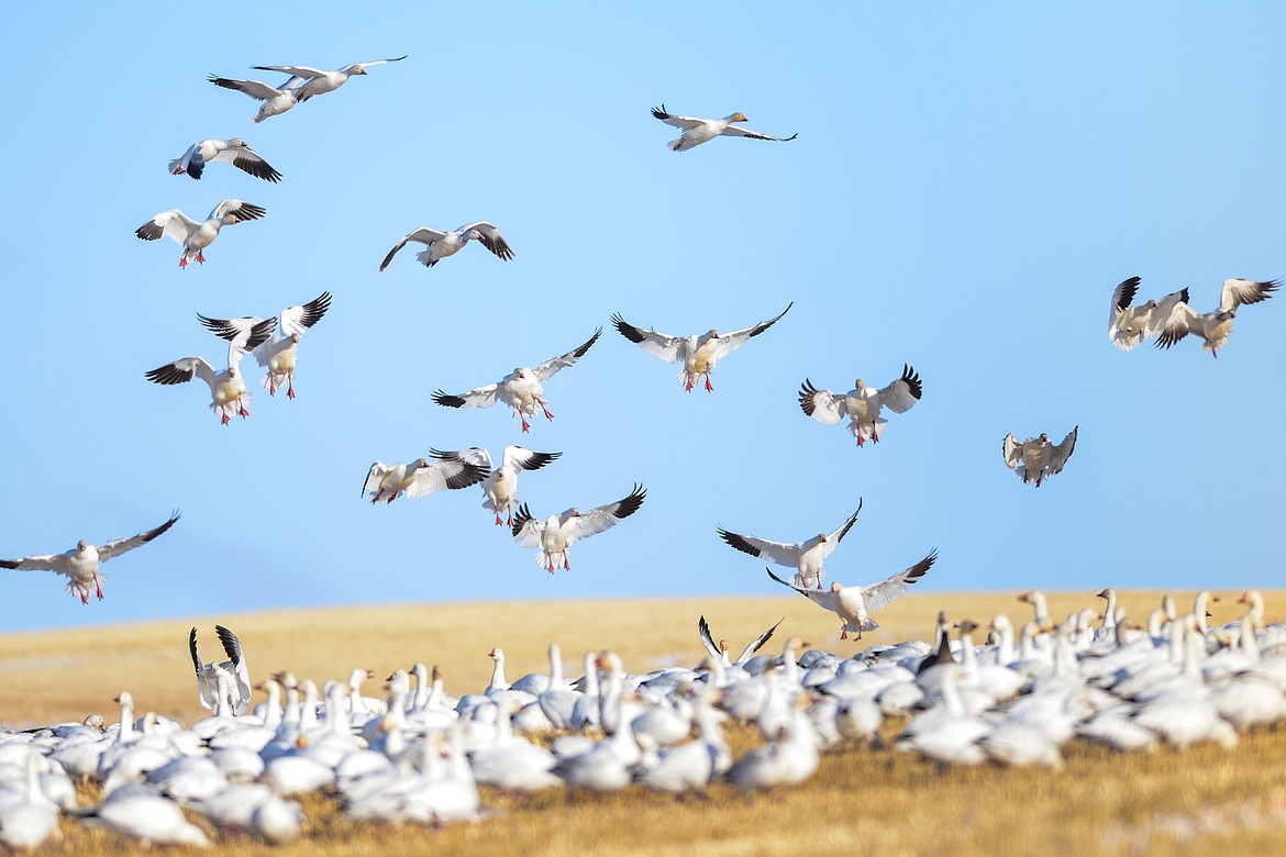 Snow geese fly in to feed in a farm field near Freezout Lake Wildlife Management Area on Monday, March 29. (Casey Kreider/Daily Inter Lake)