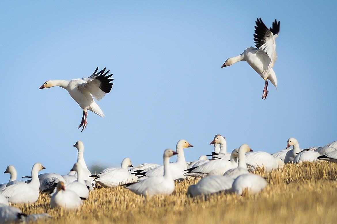 Snow geese fly in to feed in a farm field near Freezout Lake Wildlife Management Area on Monday, March 29. (Casey Kreider/Daily Inter Lake)