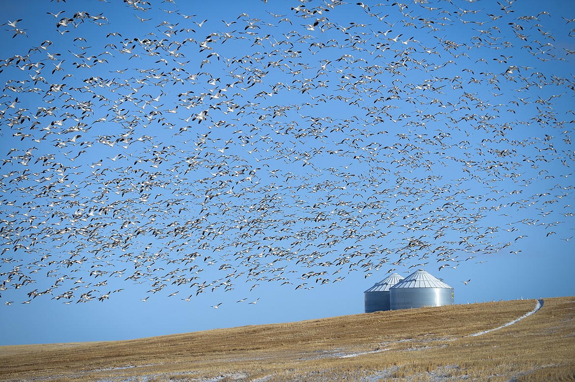 Snow geese take flight from a field near Freezout Lake Wildlife Management Area on Monday, March 29. (Casey Kreider/Daily Inter Lake)