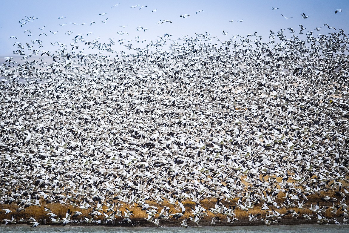 PHOTOS Migratory birds take to the skies over Freezout Lake Daily