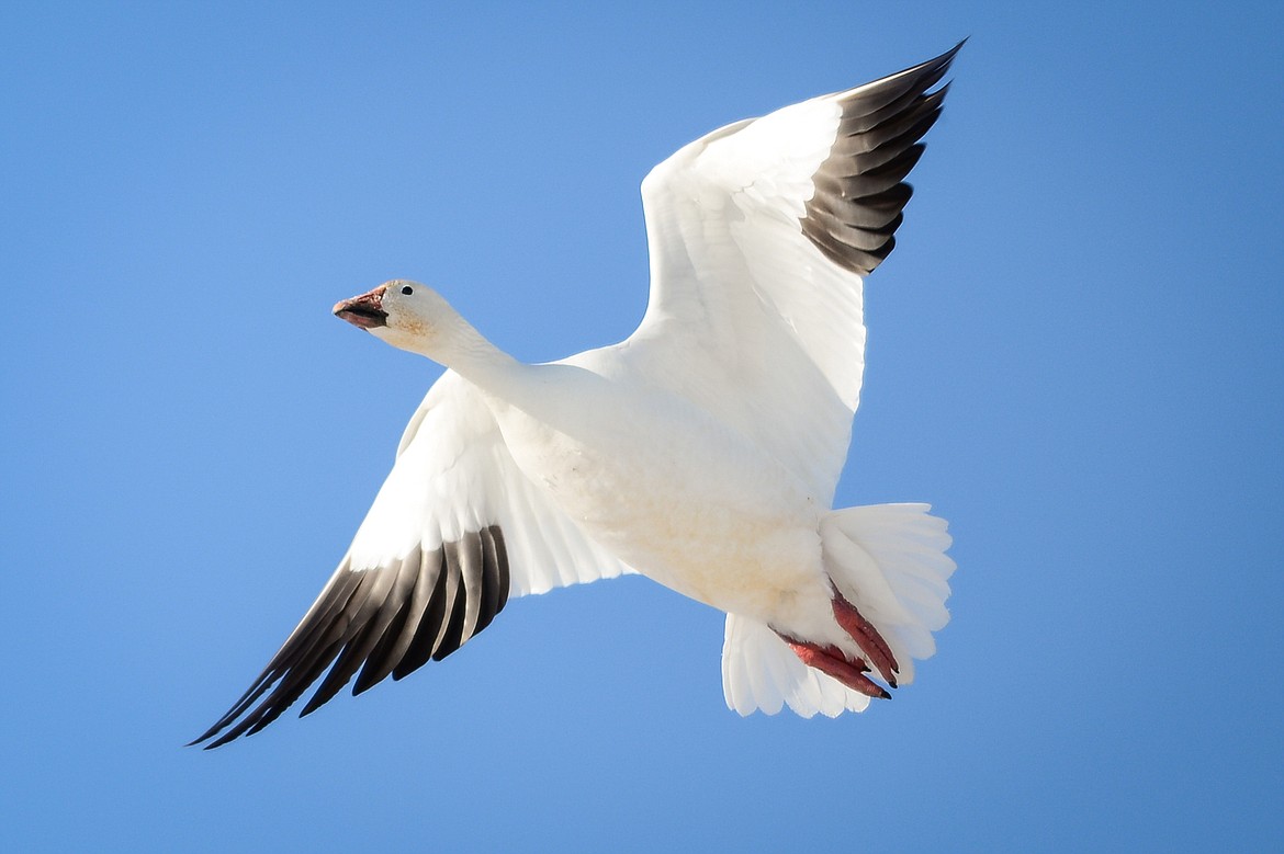 A snow goose flies over Freezout Lake Wildlife Management Area on Monday, March 29. (Casey Kreider/Daily Inter Lake)