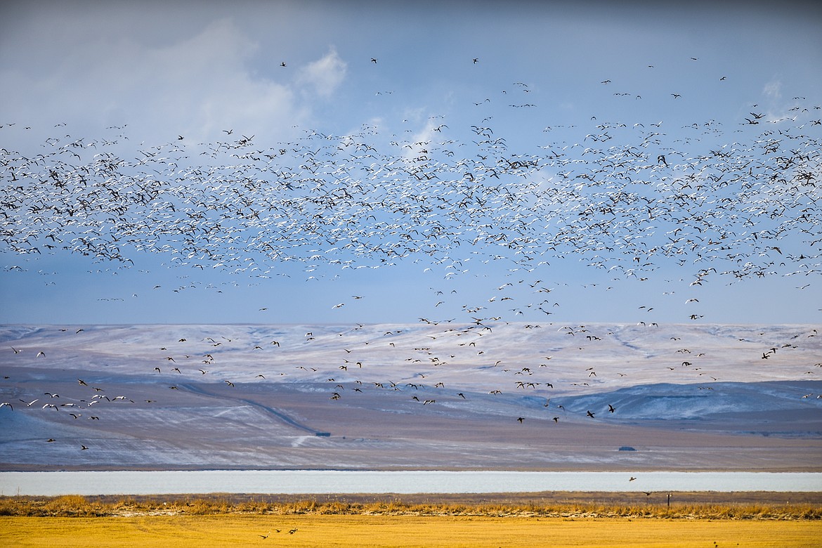 Migratory birds take to the skies over Freezout Lake Wildlife Management Area on Monday, March 29. (Casey Kreider/Daily Inter Lake)