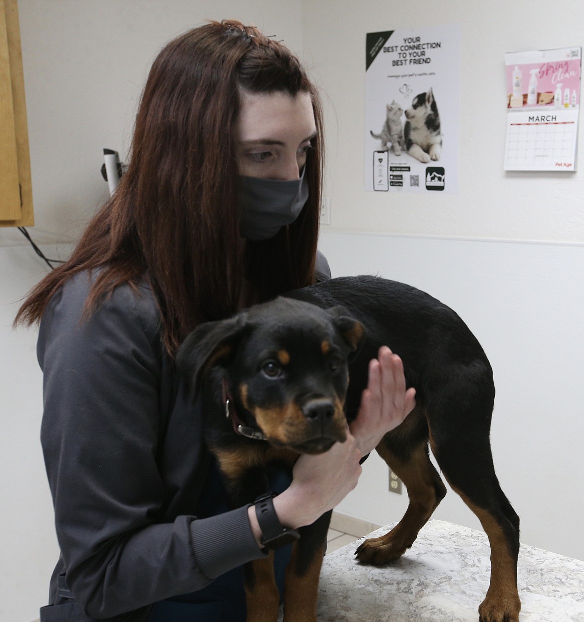 Veterinary assistant Allison Nichols dons a mask as she comforts a Rottweiler named Sophie in preparation for a vaccination at Prairie Animal Hospital. The popular animal clinic has been phasing back COVID-19 protocols as infection rates have continued to plummet. (CRAIG NORTHRUP/Press)