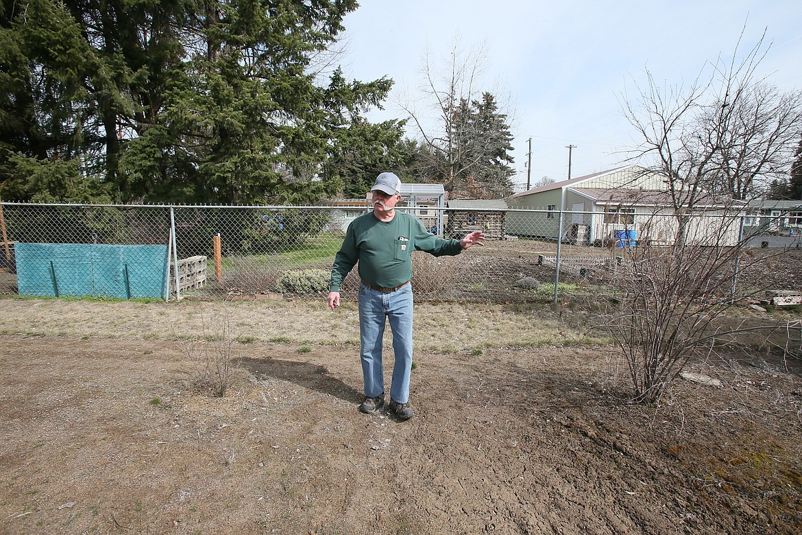 Bill Kaufman stands between two red stem bushes in his back yard Friday afternoon as he discusses the different plant life that will spring up to attract and nourish pollinators.