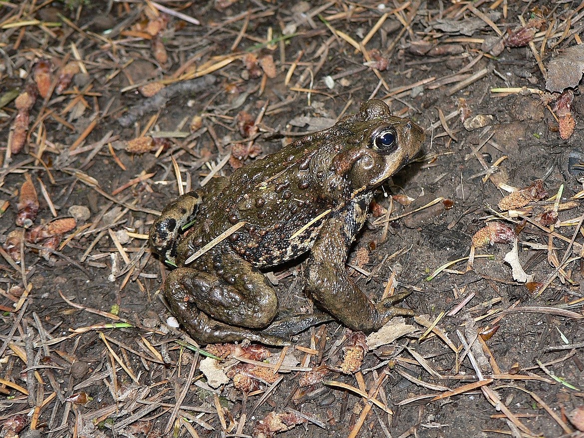 Critters of North Idaho: Western toad | Coeur d'Alene Press