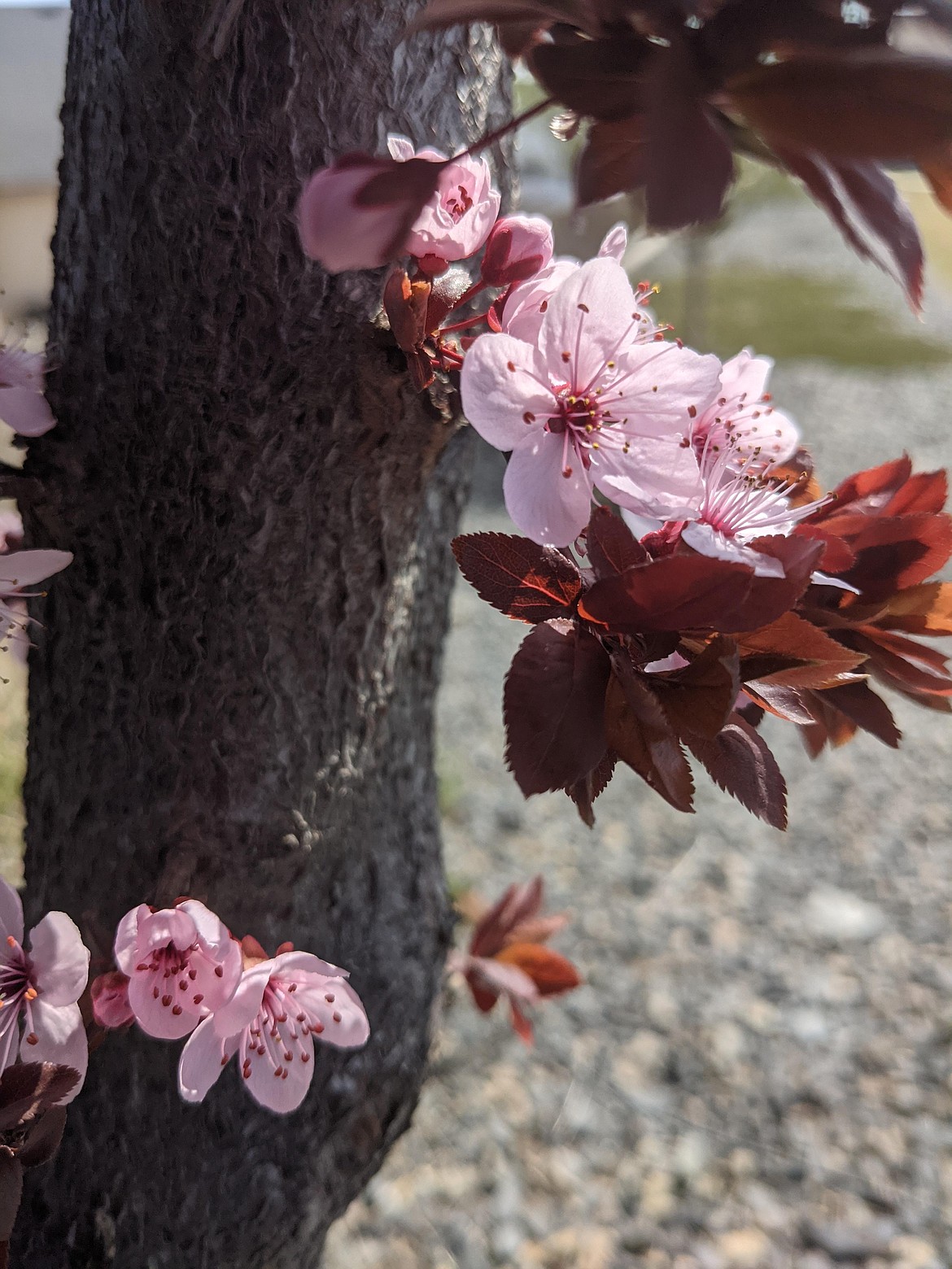 Cherry blossoms along West Valley Road in Moses Lake. Spring has arrived in the Basin, with warming temperatures.