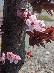 Cherry blossoms along West Valley Road in Moses Lake. Spring has arrived in the Basin, with warming temperatures.