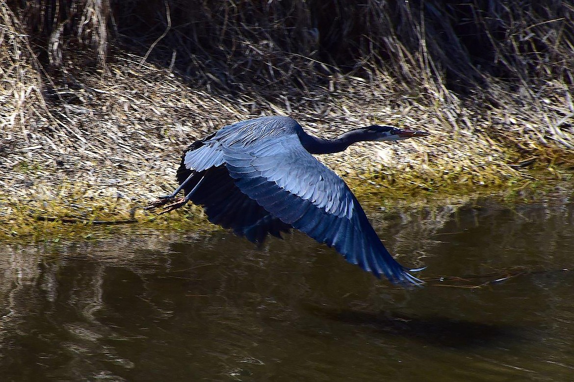 A heron takes off in this photograph captured by Robert Kalberg during a recent "adventure drive" in the Crossport Road area.