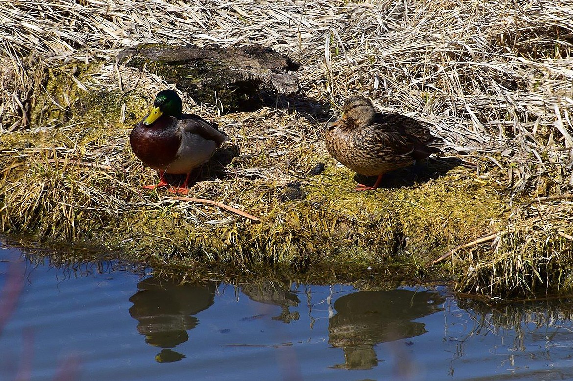 Local photographer Robert Kalberg captured this photo of waterfowl in the Crossport Road area recently.