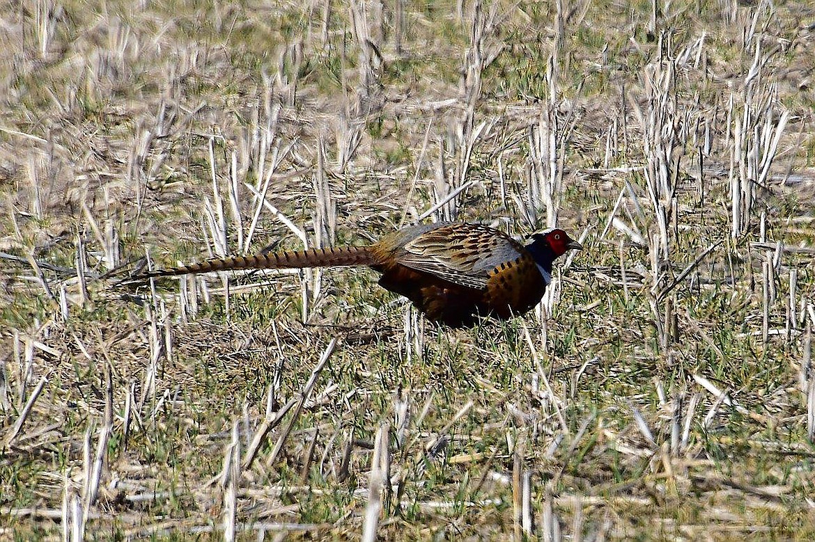 Local photographer Robert Kalberg captured this photo of a pheasant in the Porthill Loop Road area recently.