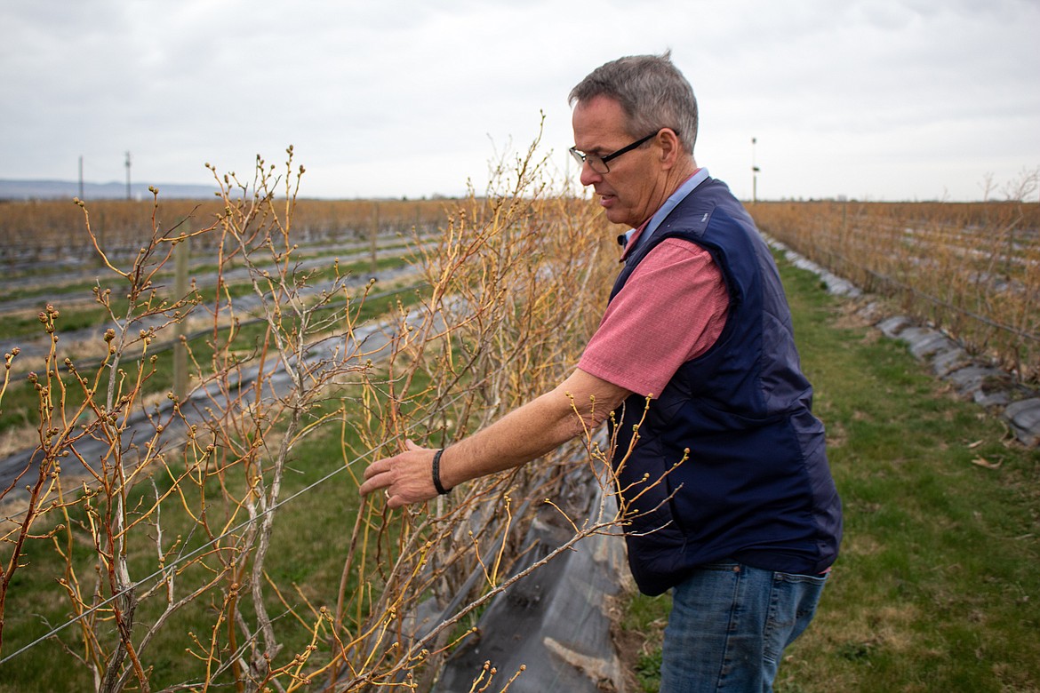 Stacey Sarty looks over some of his older blueberry bushes located alongside Road 7 NW outside of Quincy on Wednesday afternoon.