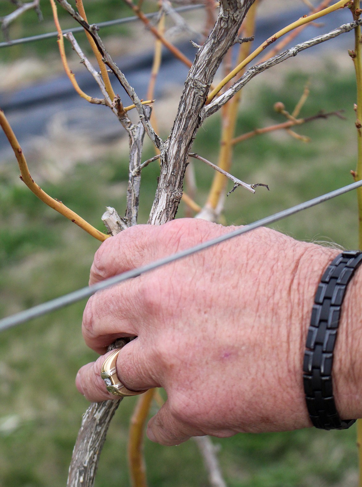 Older wood, like the branch in Stacey Sarty’s hands, would be pruned off as it doesn’t produce the same quality of blueberries some younger bushes might.