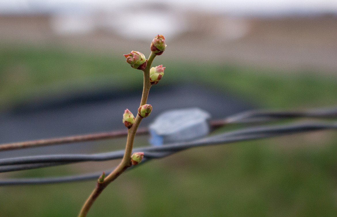 Young blueberry blooms sprout up on the end of a bush alongside Road 7 Northwest outside of Quincy.