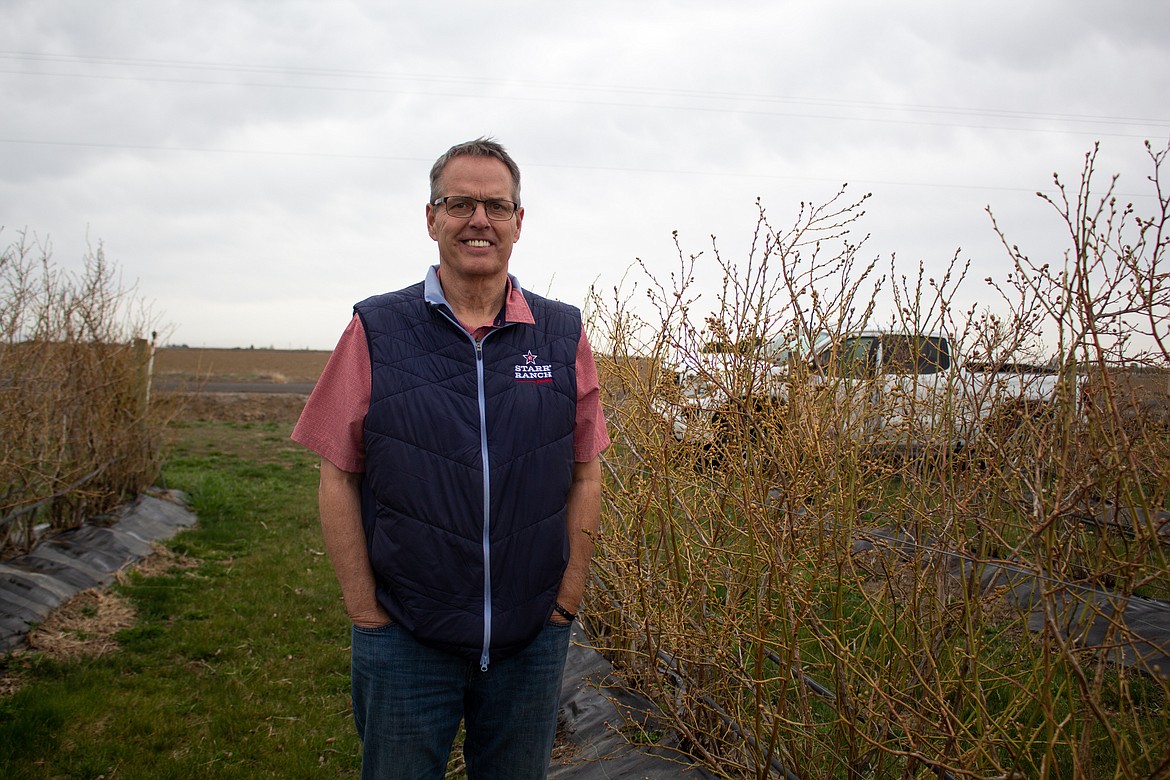 Stacey Sarty stands alongside a row of his blueberry bushes located just outside of Quincy on Wednesday afternoon.