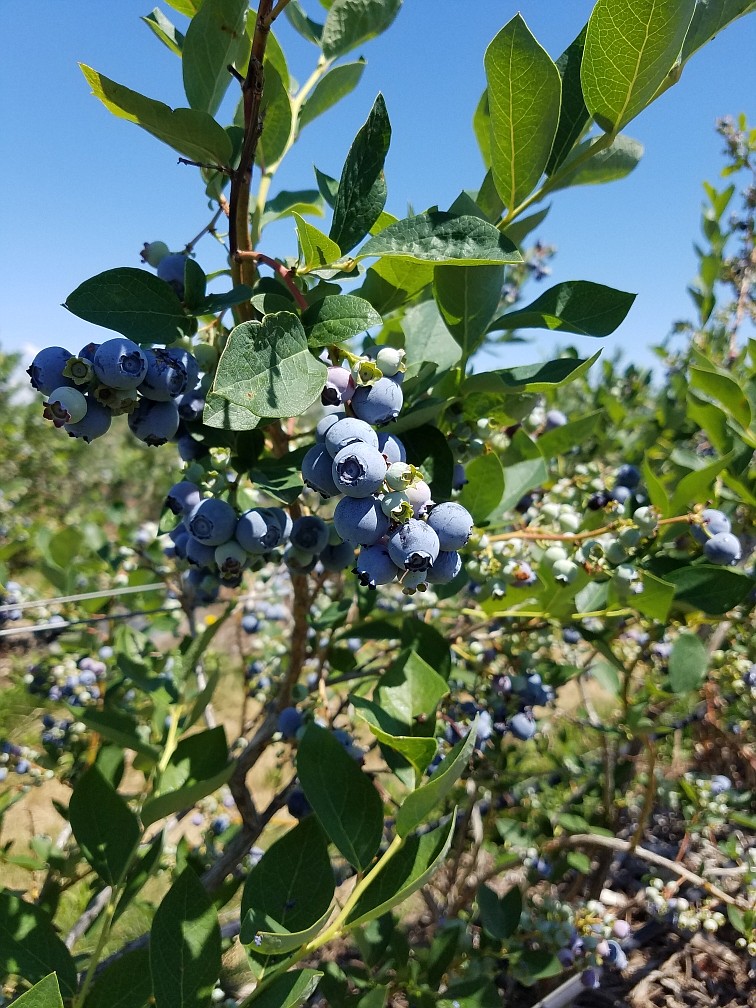 Blueberries glimmer in the sunlight on Stacey Sarty's blueberry bushes located outside of Quincy last year.