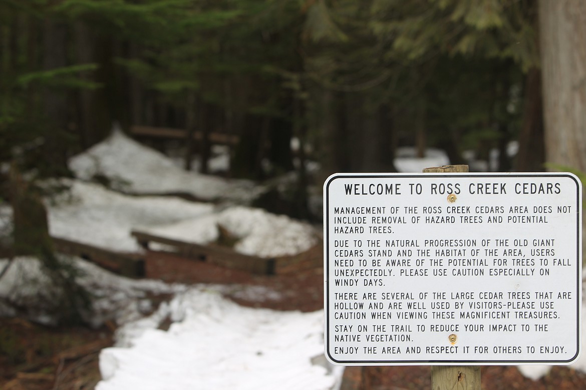 The entrance to Ross Creek Cedars pictured April 11. Rising lumber prices have stymied a U.S. Forest Service effort to construct a boardwalk through the scenic area. (Will Langhorne/The Western News)