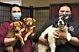 Pandemic creates new challenges for animal shelters