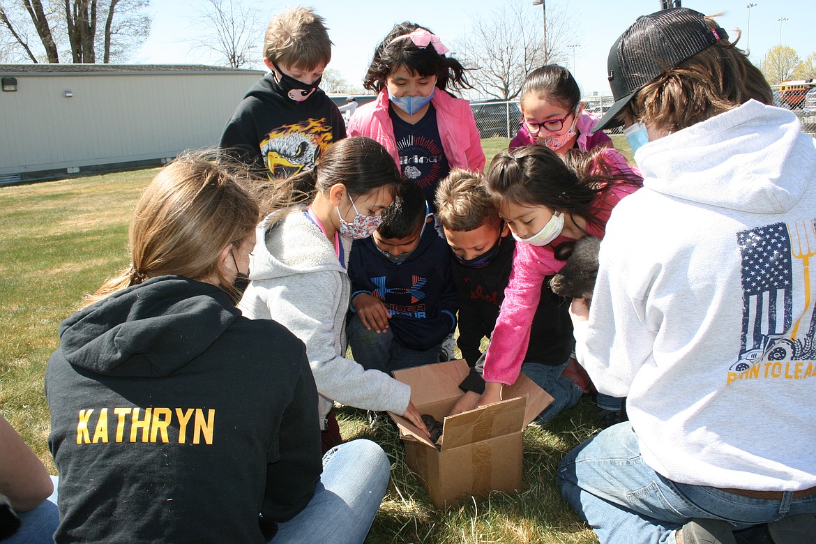 Peninsula Elementary first graders reach into the box to pet baby cicks during First Grade Farm Day Wednesday. The Moses Lake High School FFA chapter sponsors Farm Day each year.