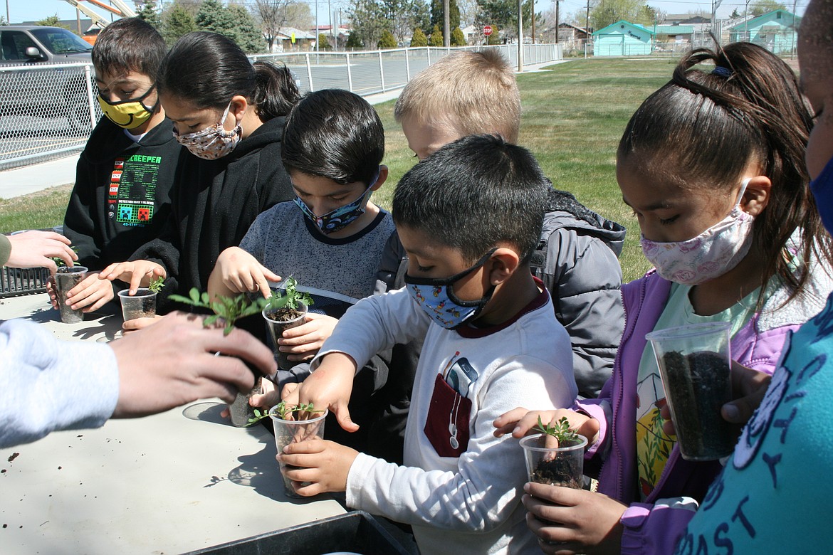 Peninsula elementary first graders plant their own take-home marigolds during First Grade Farm Day Wednesday. Farm Day is an annual event sponsored by the Moses Lake High School FFA