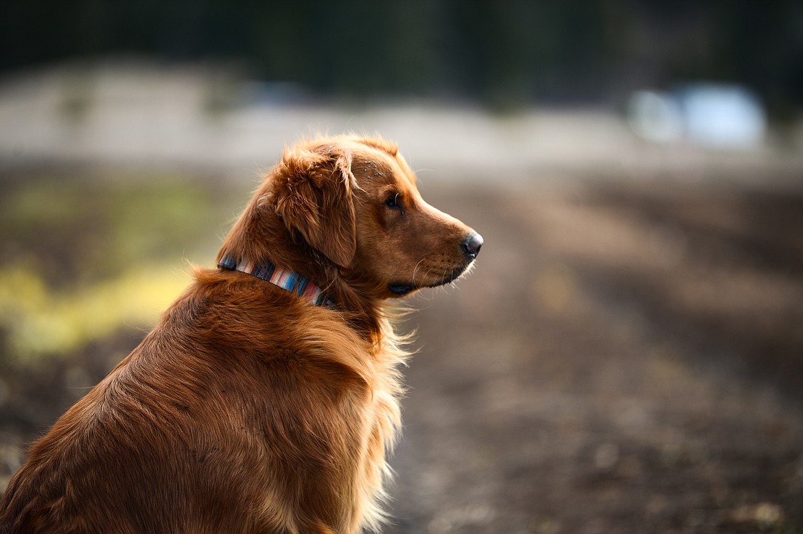 Henry the golden retriever watches over Two Bear Farm on Tuesday, April 13. (Casey Kreider/Daily Inter Lake)