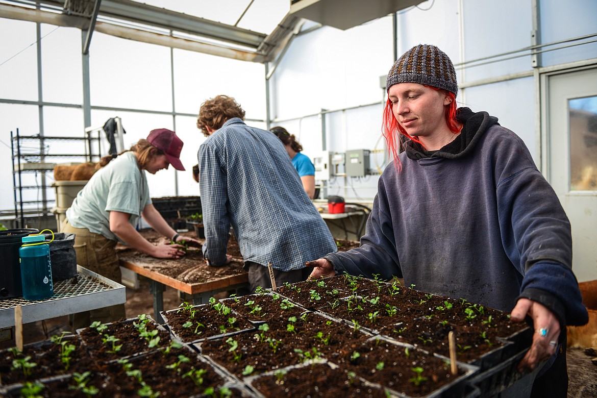 Caley Nicholson, right, moves a finished tray of parsely seedlings at Two Bear Farm on Tuesday, April 13. (Casey Kreider/Daily Inter Lake)