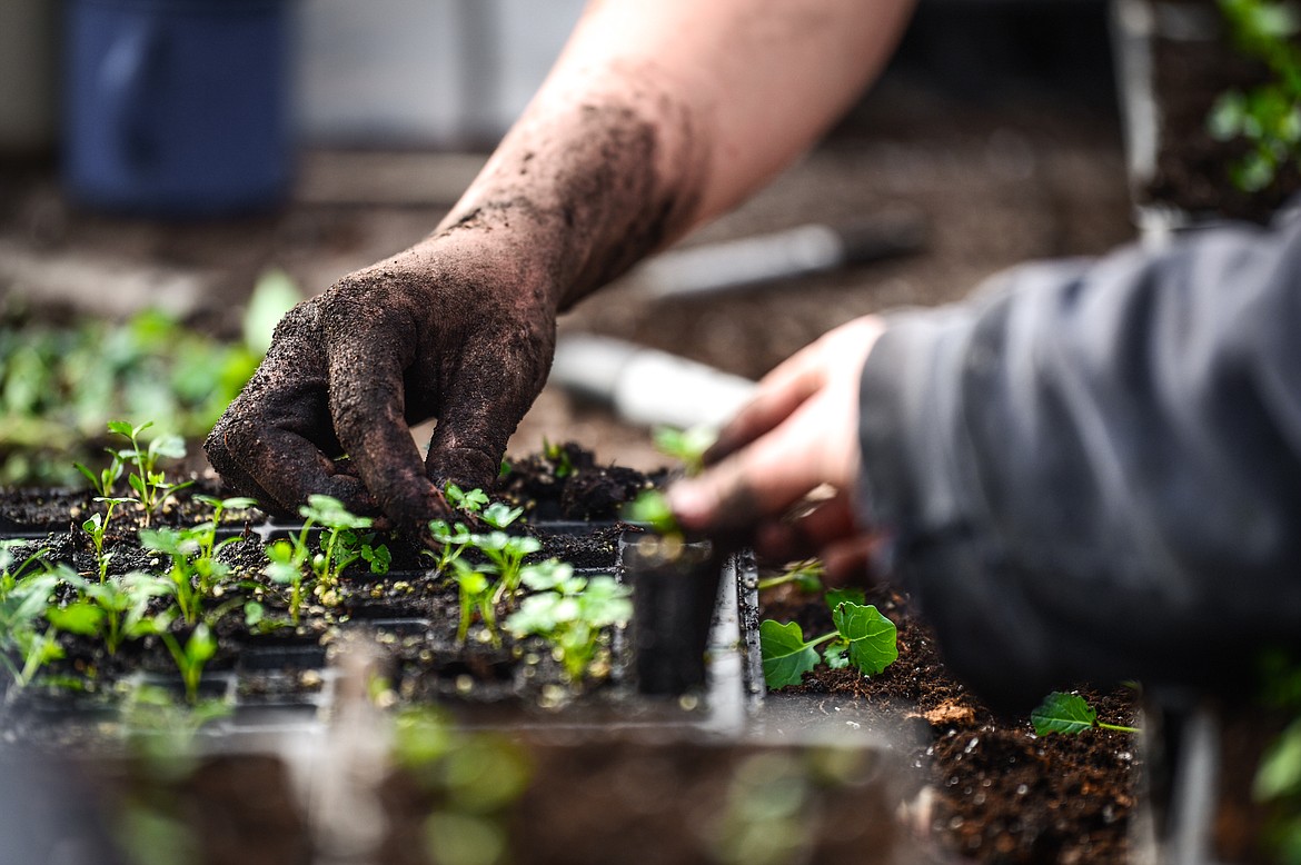 Workers place parsely seedlings into trays at Two Bear Farm on Tuesday, April 13. (Casey Kreider/Daily Inter Lake)