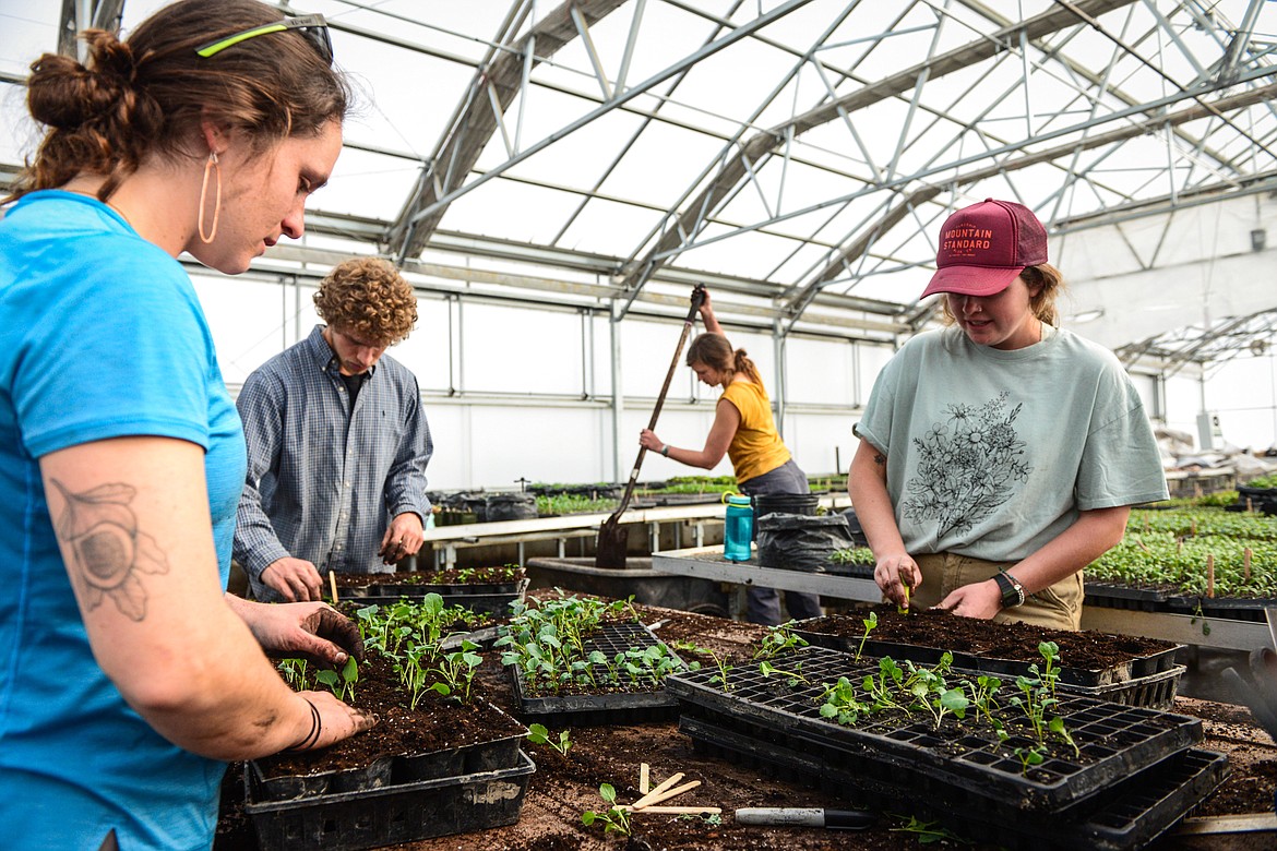 From left, Rhianna Zadravec, Alex Libenson, Jessie Knapp and Makenna Whitaker work inside one of the greenhouses at Two Bear Farm on Tuesday, April 13. (Casey Kreider/Daily Inter Lake)