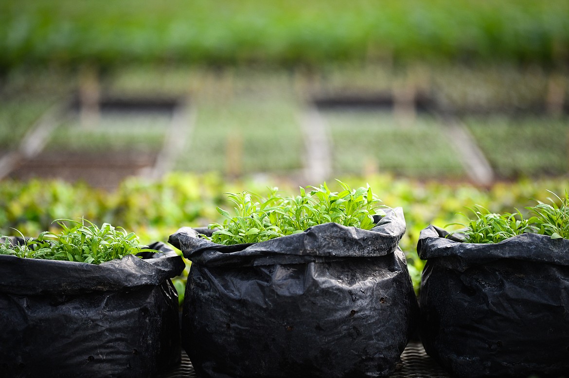 Allysum, a low-growing, flowering plant, sprouts inside bags among a variety of other plants inside a greenhouse at Two Bear Farm on Tuesday, April 13. (Casey Kreider/Daily Inter Lake)