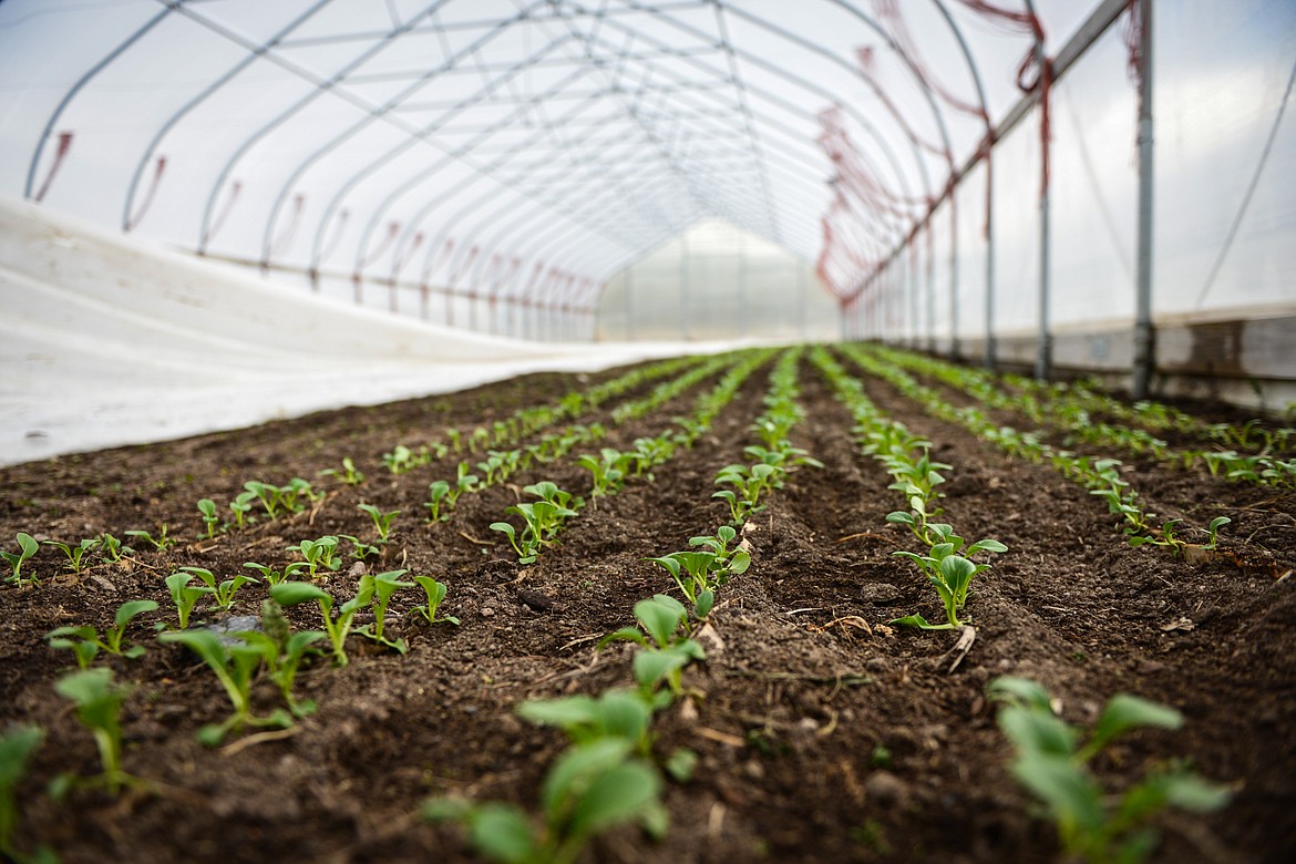 Bok choy seedlings sprout in one of the greenhouses at Two Bear Farm on Tuesday, April 13. (Casey Kreider/Daily Inter Lake)