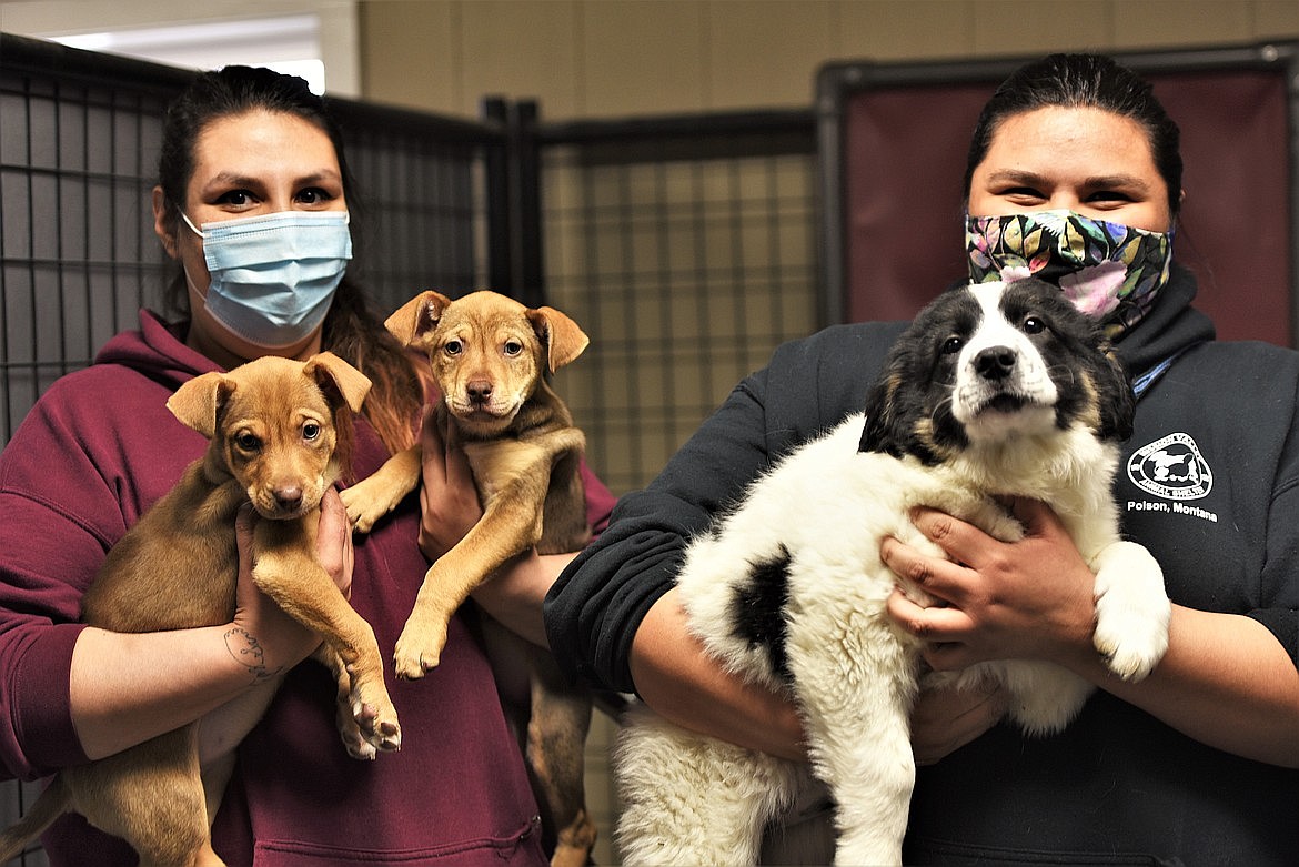 Pandemic creates new challenges for animal shelters | Daily Inter Lake