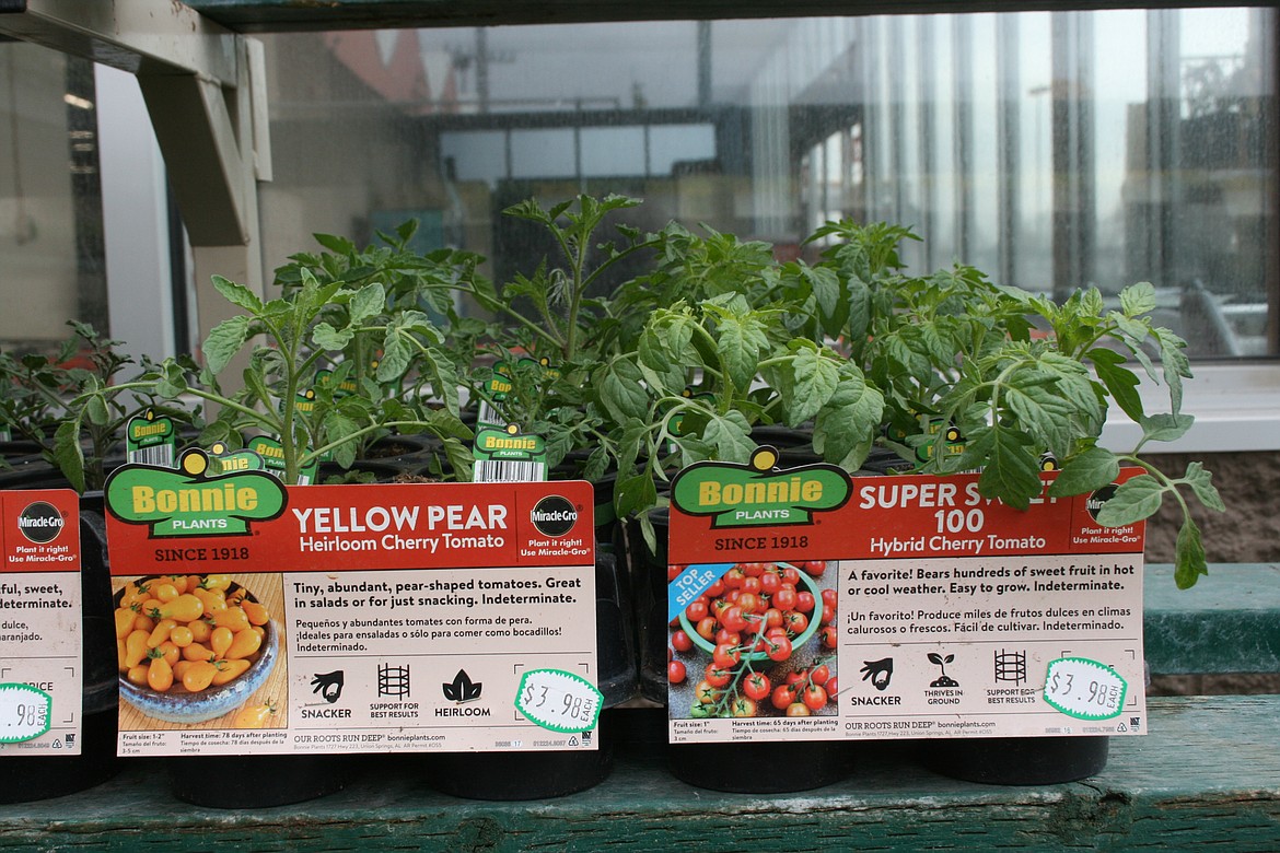 Tomato plants fill the shelf at a Moses Lake garden center. April is the time to start working on garden prep, according to local experts.