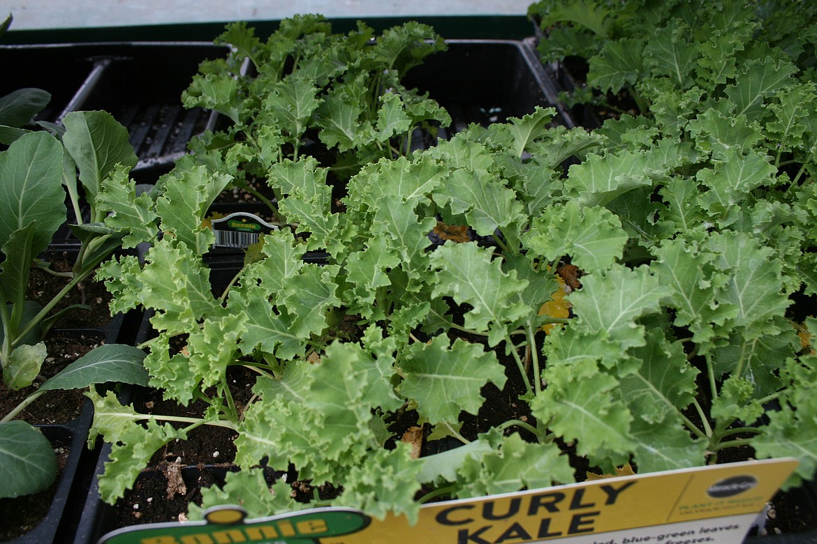 Kale plants at a local garden center. April is one of the busiest months for gardeners.