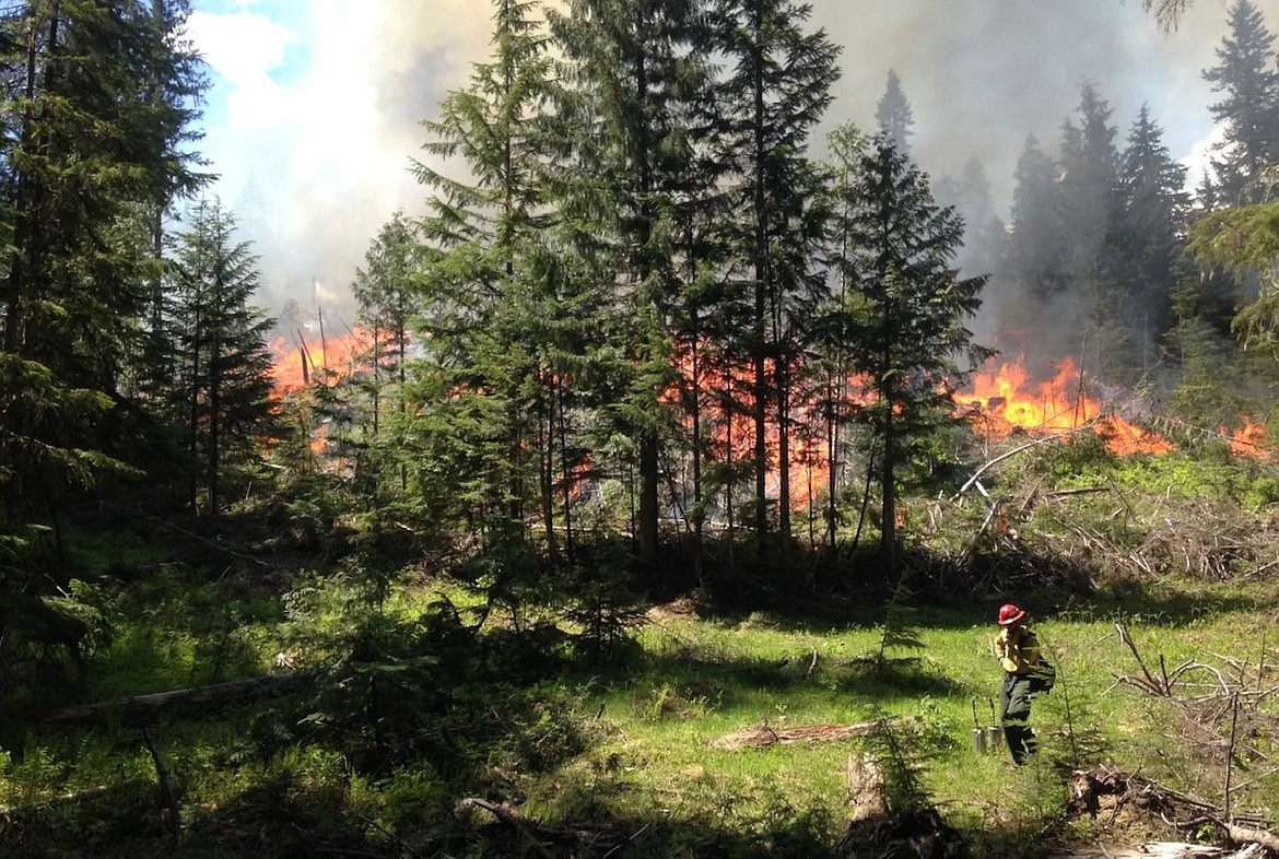 Prescribed fire unit on the St Joe Ranger District lit by drip torch