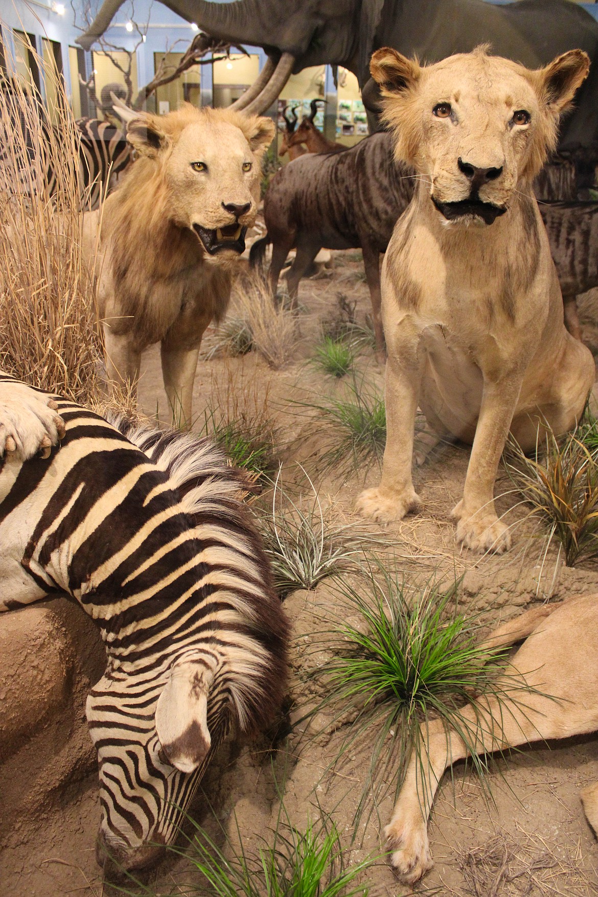 Lions hover over a zebra in the Africa exhibit at Lasting Legacy Wildlife Museum in Ritzville.