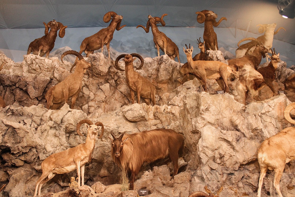Sheep and goats of the world at Lasting Legacy Wildlife Museum in Ritzville
